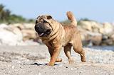 SHAR-PEI 351